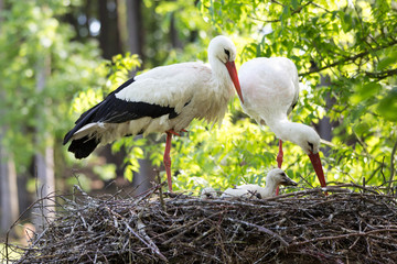 Störche im Nest