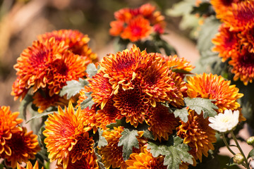 chrysanthemum flowers