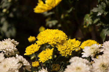 chrysanthemum flowers