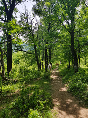 Spring beauty, raw greens, spring brea