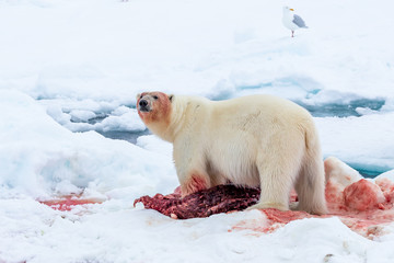 Polar Bear (Ursus maritimus) Spitsbergen North Ocean