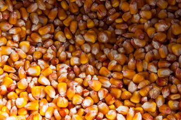 Corn seeds are many. Orange cereals. Corn background.
