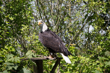 Seeadler