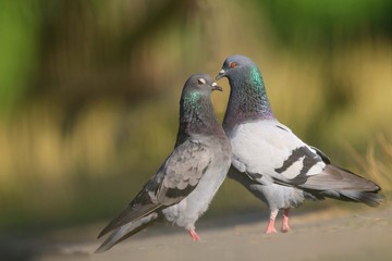 A couple of feral pigeons (Columba livia domestica), also called street pigeons, cuddle billing and cooing with each other on ground, czech republic