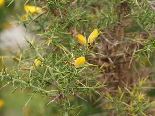 (Ulex europaeus) Stechginster. Nahaufnahme der Blüte. Äste mit kräftigen stechen Dornen und gelben Kronblätter in Schmetterlingsform