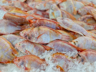 Close up Tubtim fish on ice in the stores food and drink backgrounds