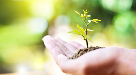 Small trees grow in the soil, and held in the hand.