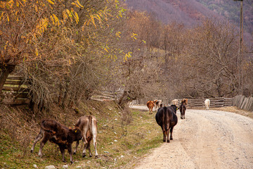 Autumn mood