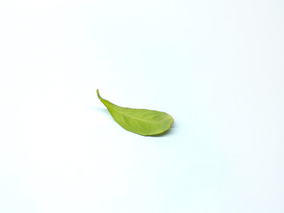 The green leaf is isolated on a white background. The leaves of plants.