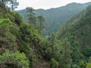 Valley at mysterious Laurel forest Laurisilva, lush subtropical rainforest at hiking trail Los Tilos, La Palma, Canary Islands, Spain