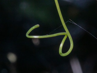 A closeup view to a tendril of a plant unknown to me. Lake Baringo, Kenya.