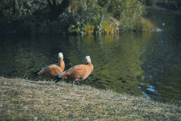 Two ducks in a city Park. Two ducks on the shore of the city reservoir. Two ducks portrait. 