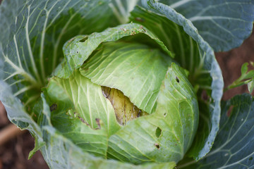 Cabbage rotten and damaged by insects pests - Organic vegetables farming and agriculture industry...