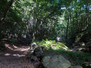 Cubo de la galga nature park with path in beautiful mysterious Laurel forest, laurisilva in the northern part of La Palma, Canary Islands, Spain