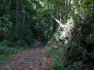 Cubo de la galga nature park with path in beautiful mysterious Laurel forest, laurisilva in the northern part of La Palma, Canary Islands, Spain