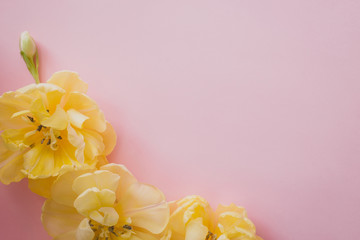 Yellow tulip spring flowers on pink backround. 
