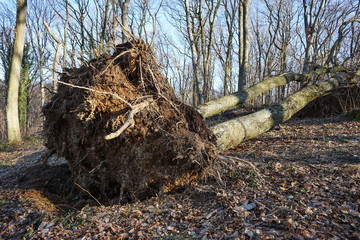 Fallen tree from high wind plucked from the root in the forest