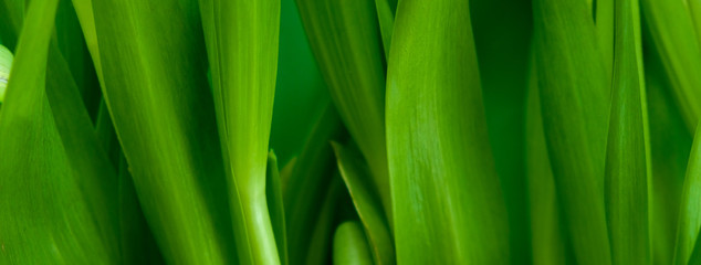 Creative layout made of green leaves. Nature background