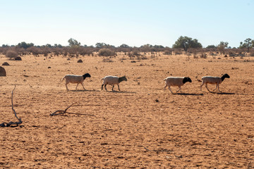 Naklejka premium farm goats in desert