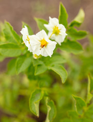 Obraz premium White flower on a potato.