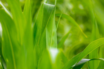 Green leaves grass as a beautiful background
