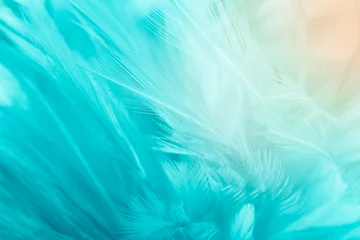Poster Beautiful green turquoise color trends feather texture background with orange light © nadtytok28
