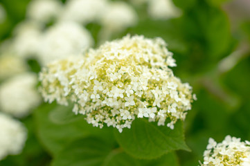 White flower in the park.