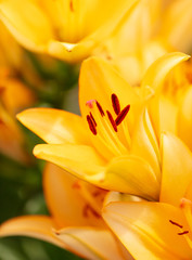 Yellow flower in the park.