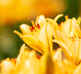 Yellow flower in the park.