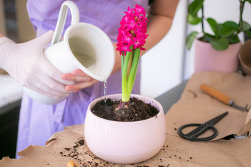 woman's hands transplanting, planting pink hyacinth with gardening tools close up