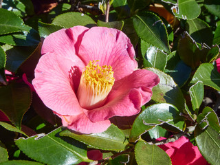 Pink flowers of camellia sasanqua.