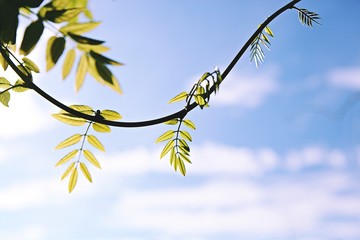 등나무잎입니다