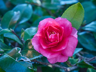 Pink flower of camellia sasanqua.