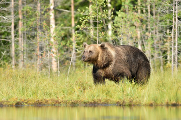 Fototapeta na wymiar Big male brown bear at summer daylight