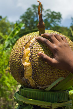 Pomme jaque (fruit du jacquier - Artocarpus heterophyllus)  fendu port&eacute; sur la t&ecirc;te &agrave; Mayotte