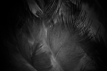 Beautiful dark black feather pattern  texture background
