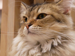 portrait of a cat