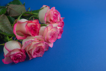 Bouquet of roses on royal blue background. Close up of flowers. Concept of Mothers Day, 8 March, Women’s Day. .