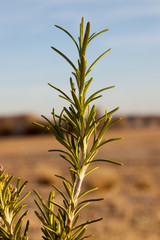 Close-up of young pine branch in the field