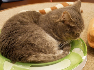 cat and mouse