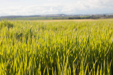 grass landscape in the foreground with blue sky in the background