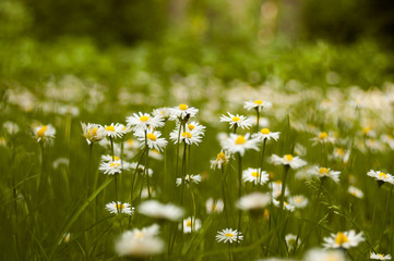 Daisies planted on the ground surrounded by grass