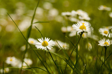 Daisies planted on the ground surrounded by grass