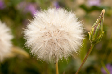 Close-up of dandelion medicinal plant with gradient background