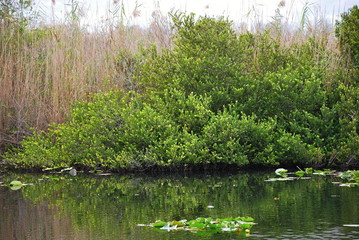 Everglades National Park, Florida