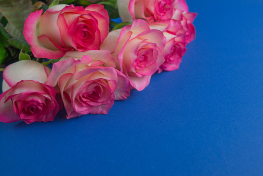 Bouquet of roses on royal blue background. Close up of flowers. Concept of Mothers Day, 8 March, Women’s Day. .