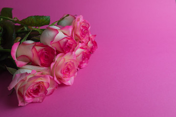Bouquet of roses on pink background. Close up of flowers. Concept of Mothers Day, 8 March, Women’s Day. .