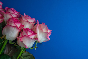 Bouquet of roses on royal blue background. Close up of flowers. Concept of Mothers Day, 8 March, Women’s Day. .