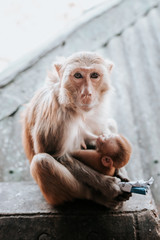 monkey with his baby in his arms holding a paper with his hand and sitting on a cement wall inside a temple in Myanmar.