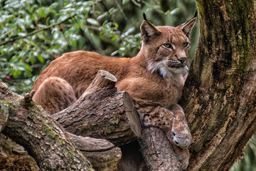 Eurasischer Luchs liegt auf einem Baum